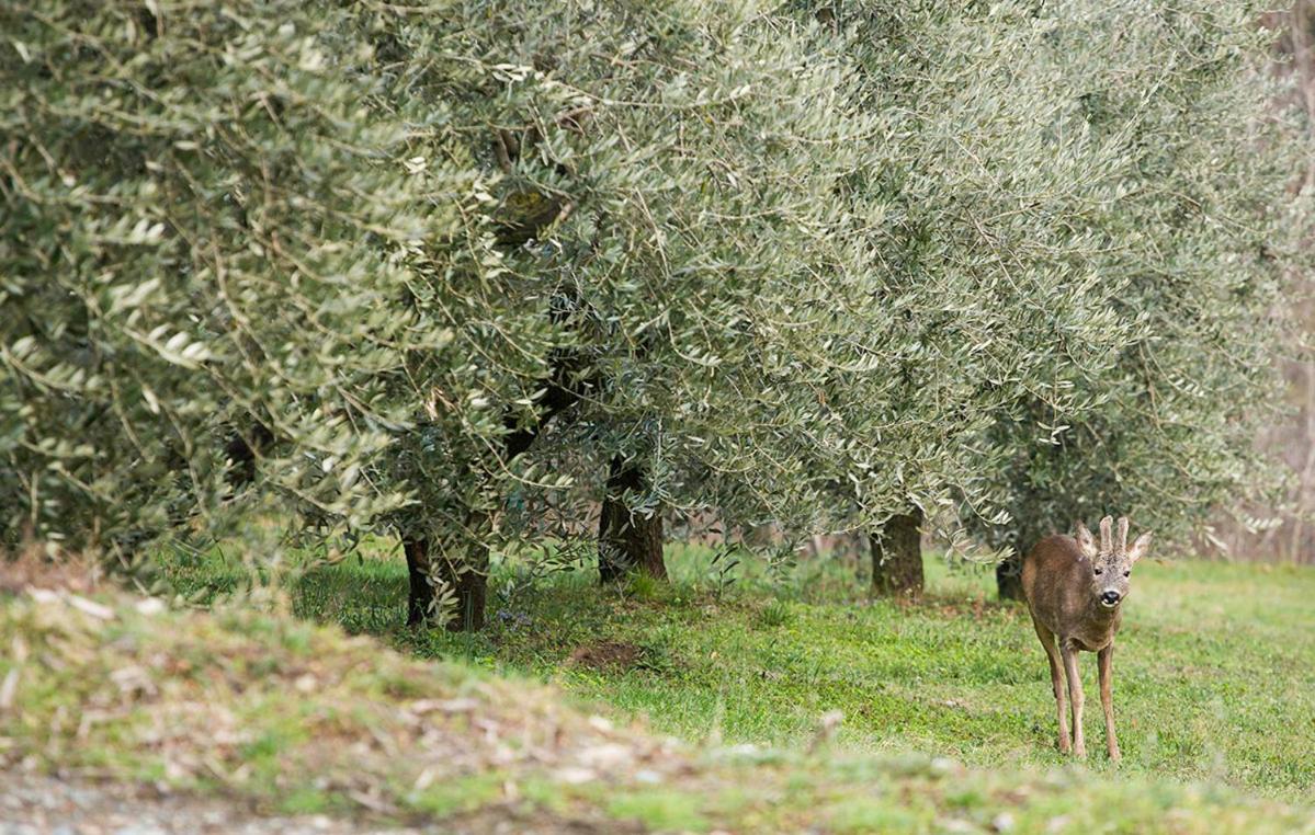 La Casa Di Chianni La Pieve 2 Βίλα Εξωτερικό φωτογραφία
