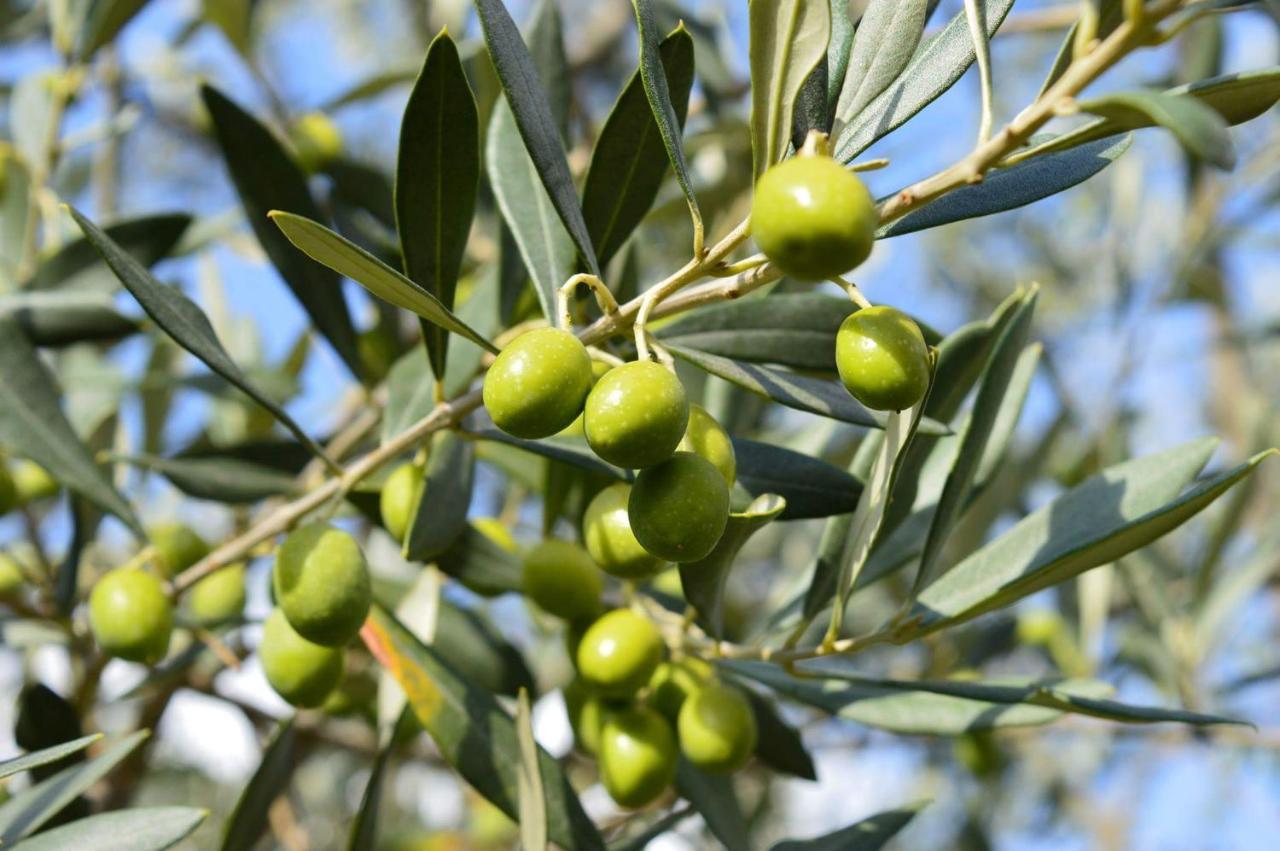 La Casa Di Chianni La Pieve 2 Βίλα Εξωτερικό φωτογραφία